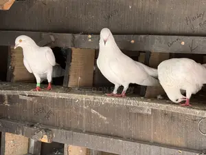 Pigeon Bird