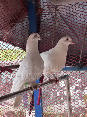 Pigeon Bird