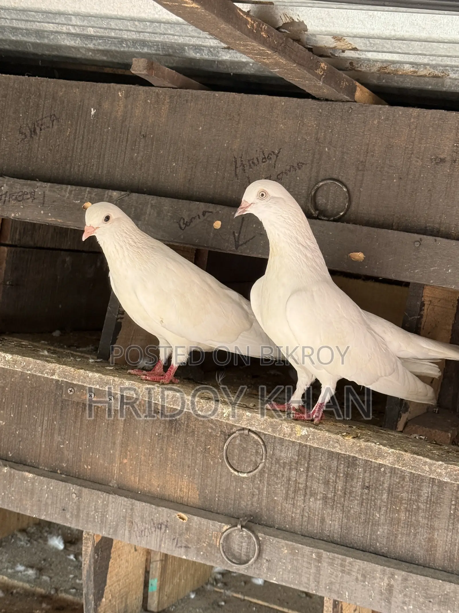 Pigeon Bird