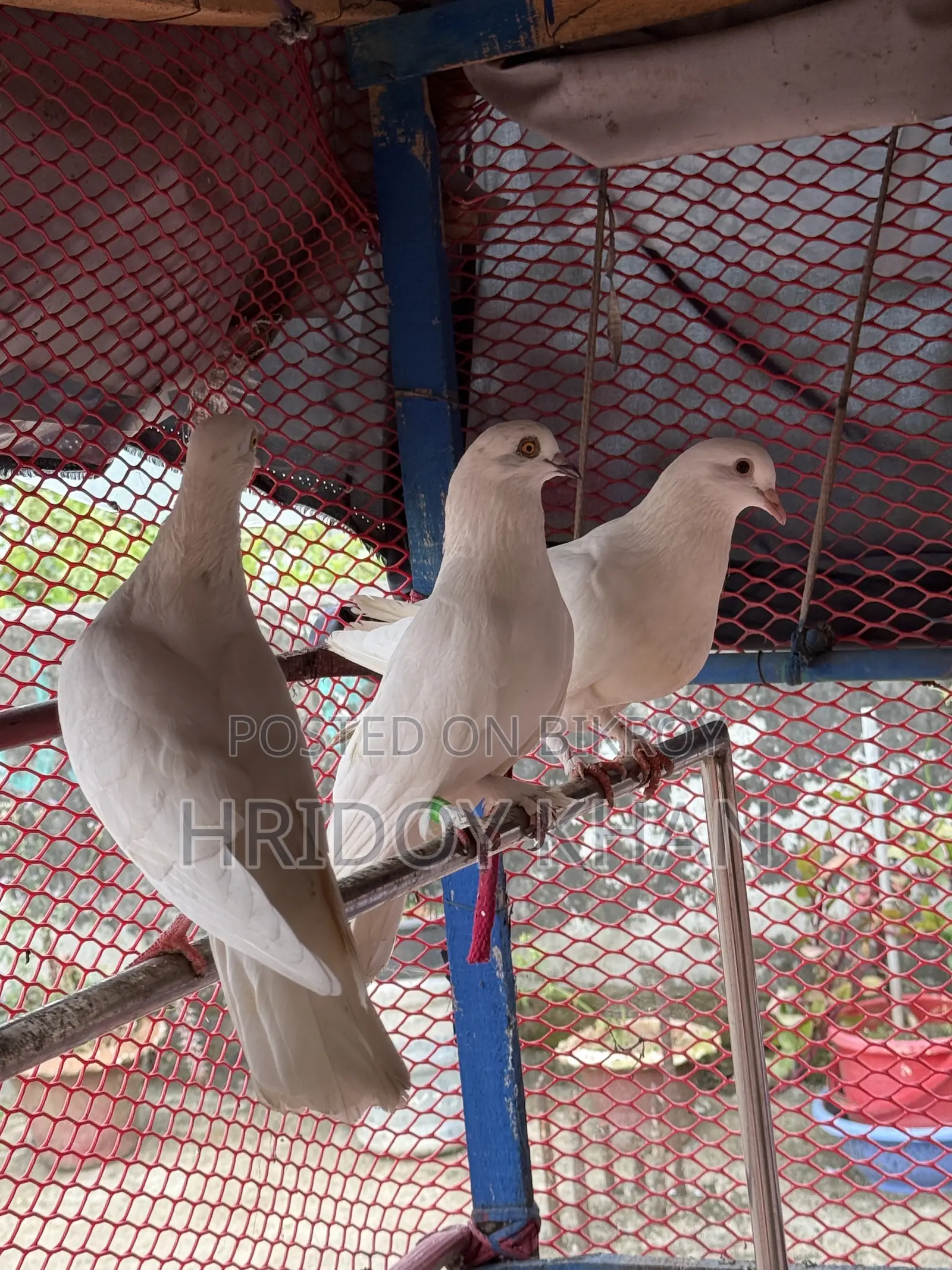 Pigeon Bird
