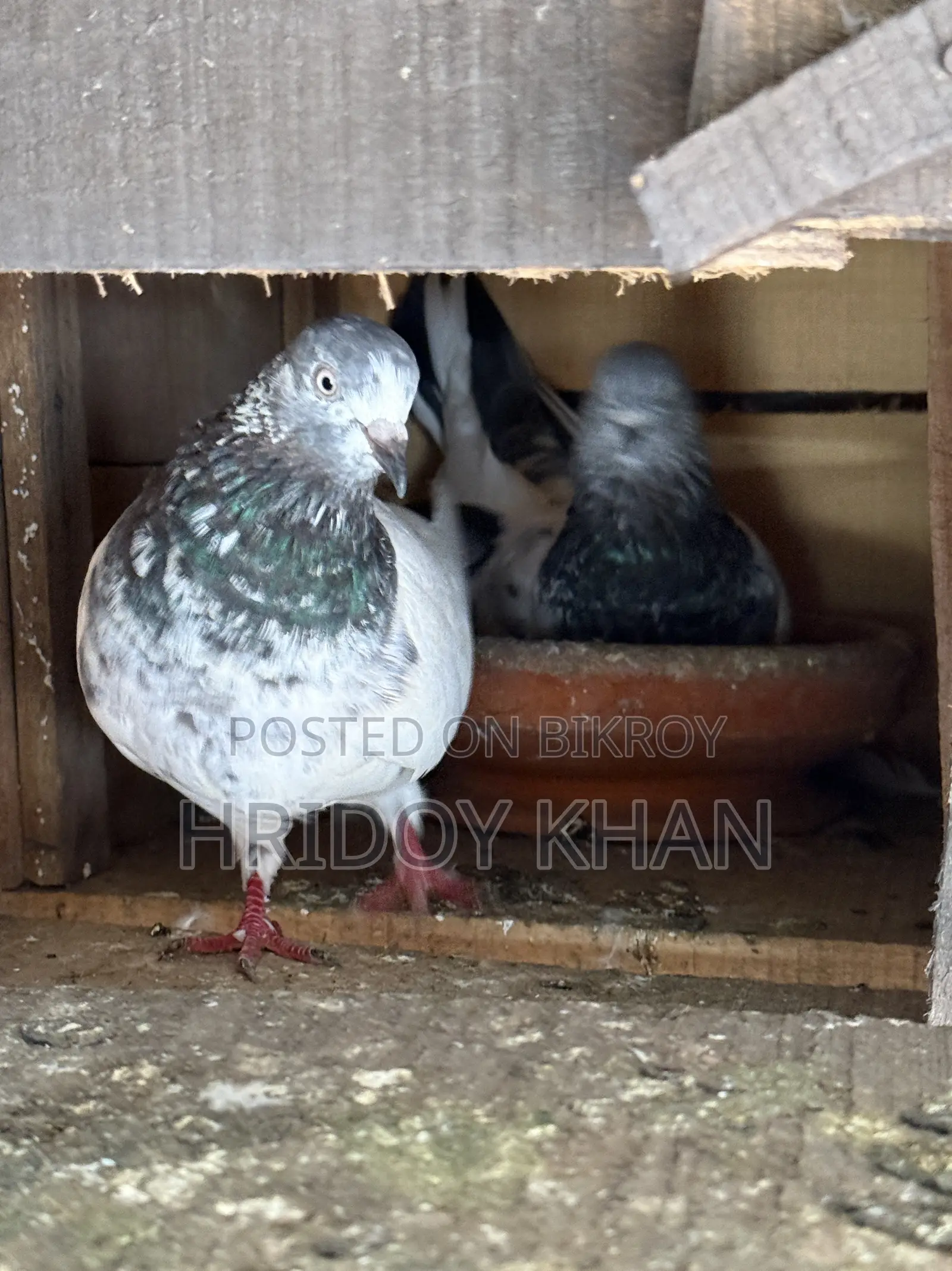 Pigeon Bird