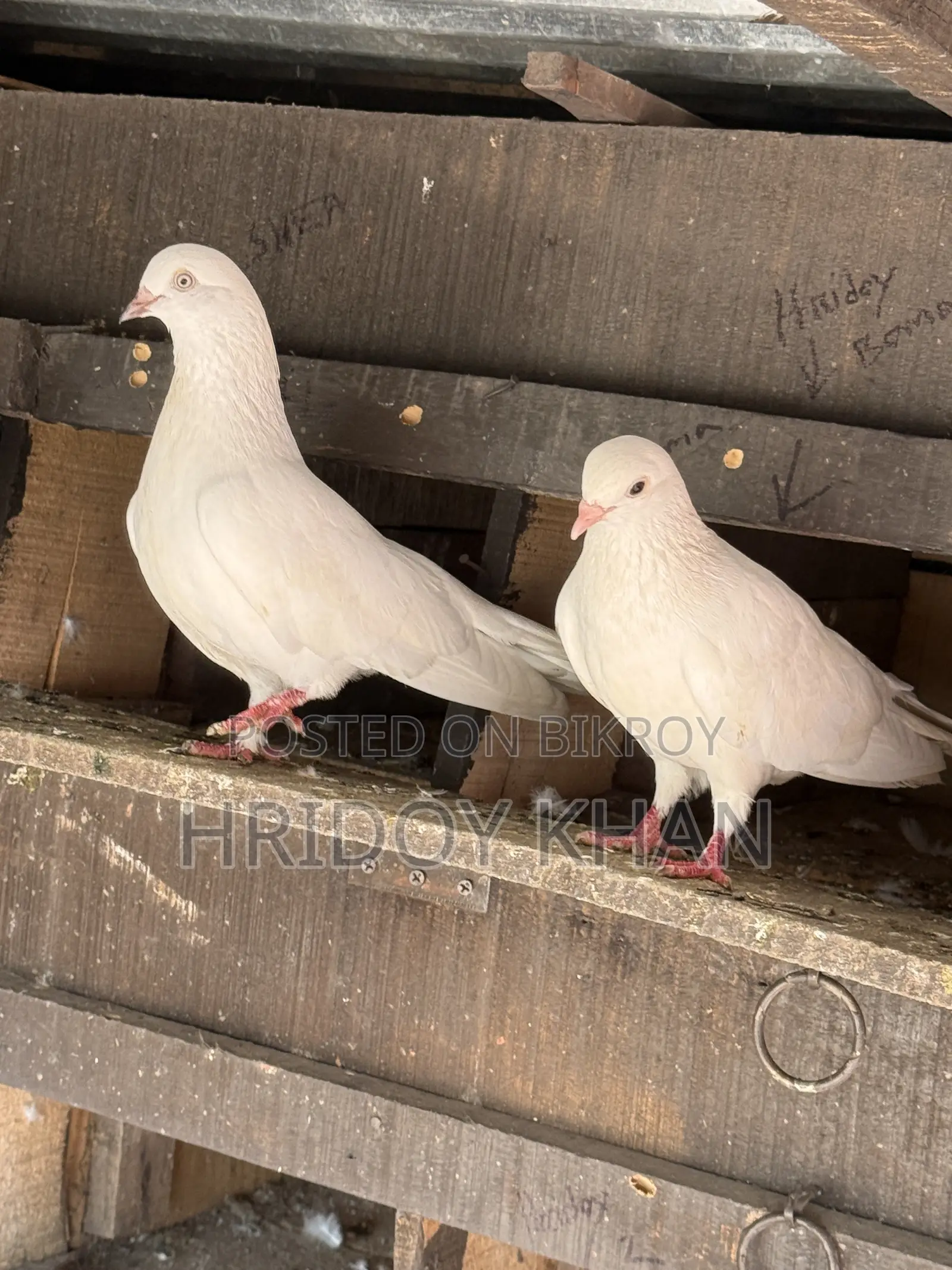 Pigeon Bird