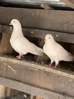 Pigeon Bird