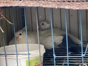 Kaldom Pigeons Pair