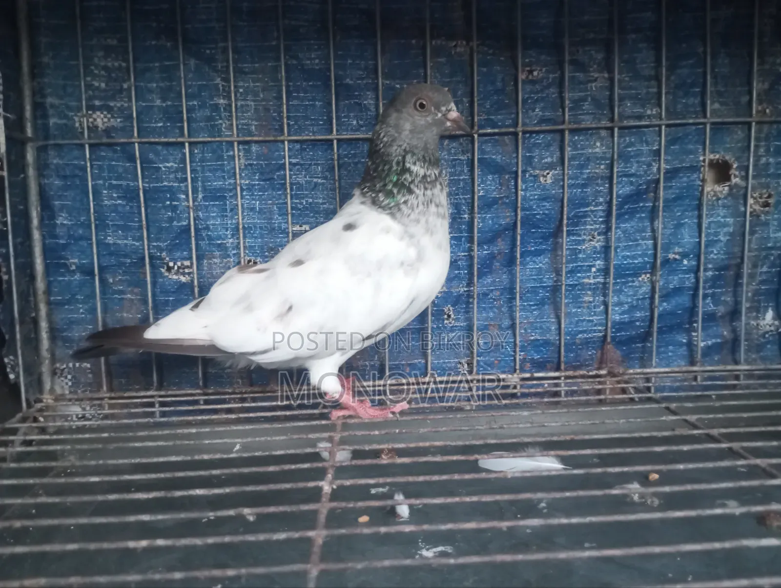 Highflyer Pigeon