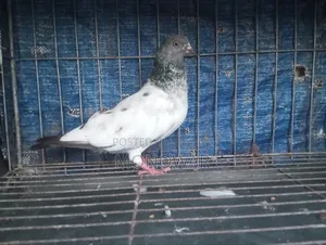 Highflyer Pigeon
