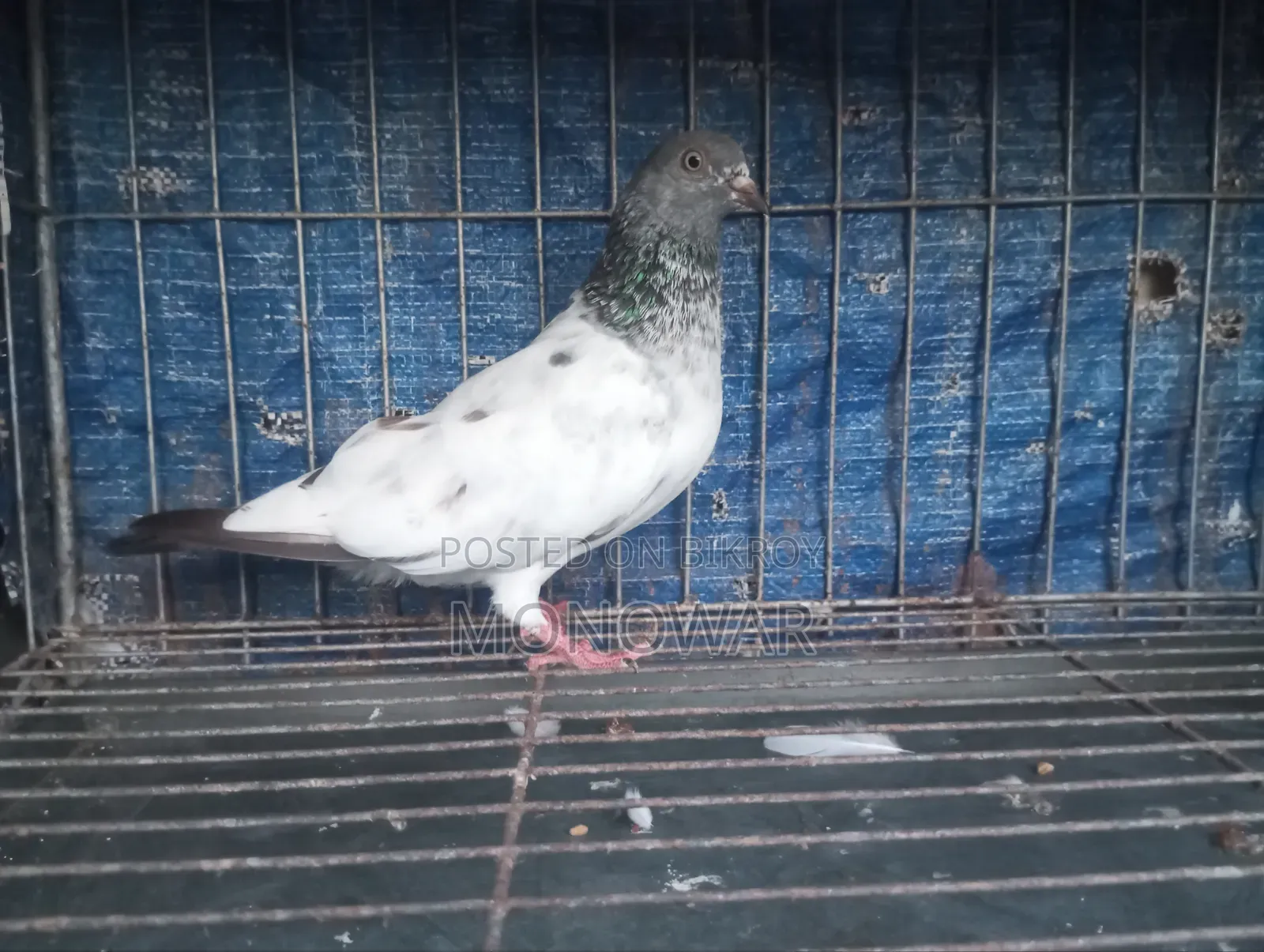 Highflyer Pigeon