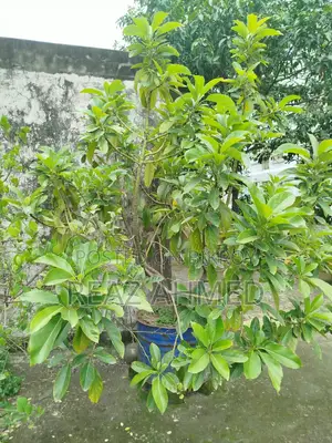 অ্যাভোকাডো গাছ