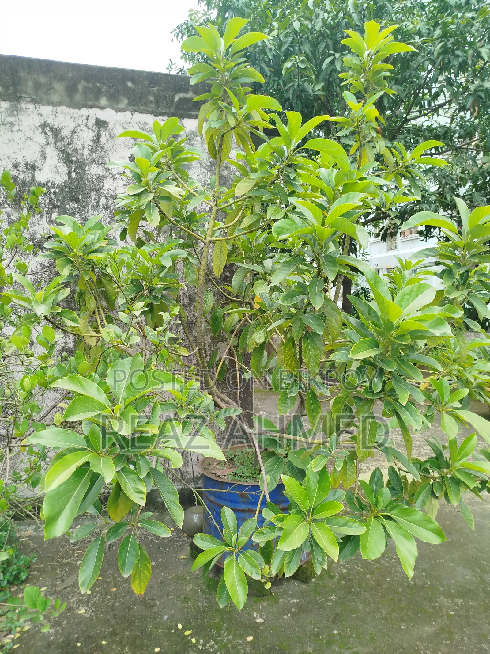 অ্যাভোকাডো গাছ
