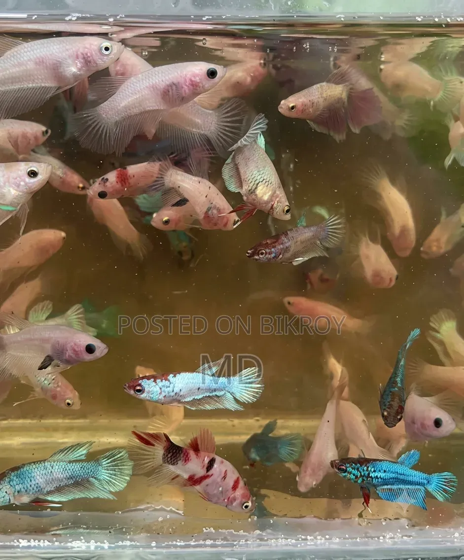 Galaxy Betta Fish