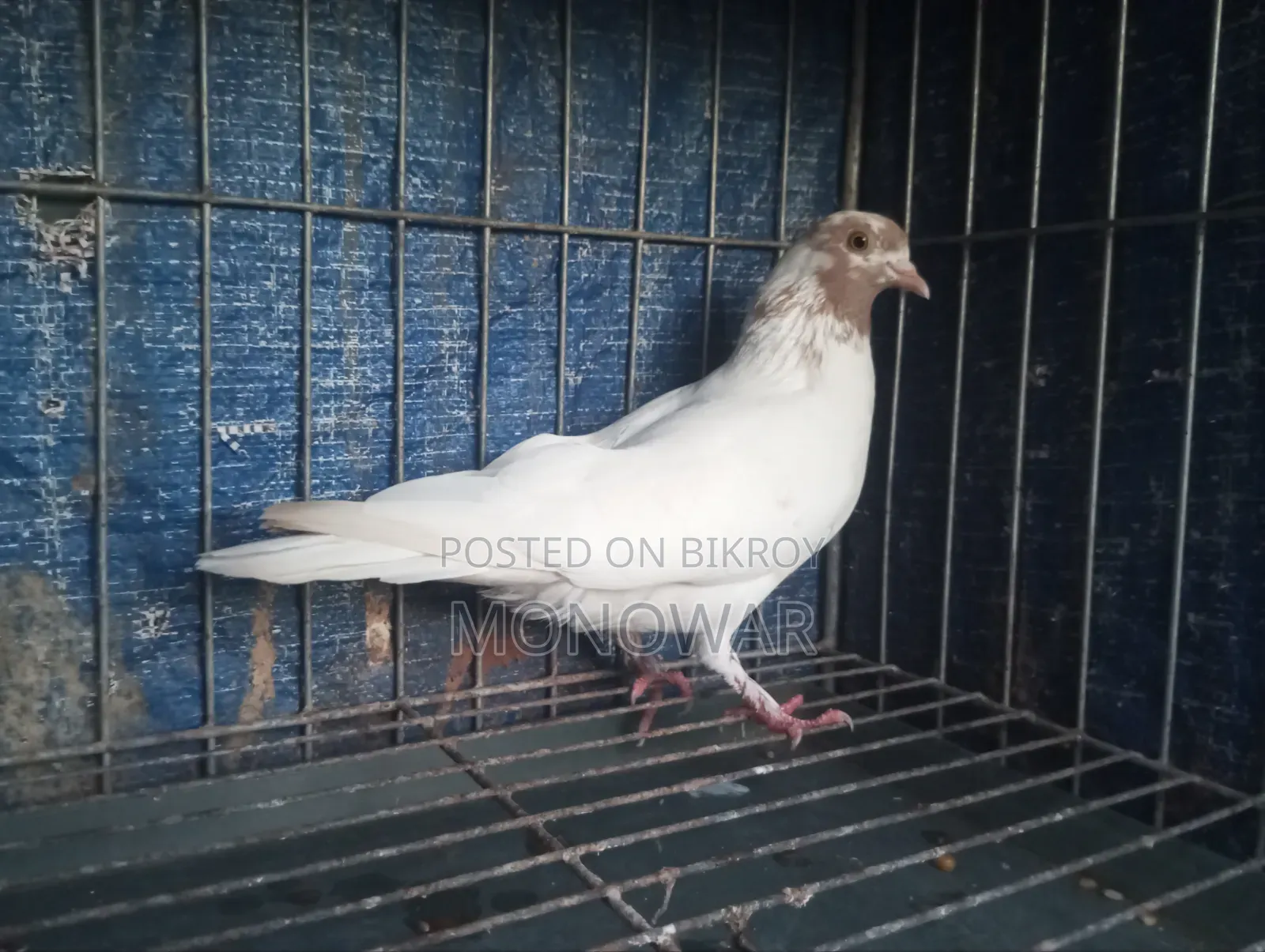 Red neck pigeon