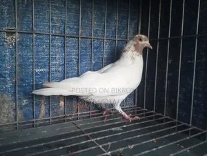 Red neck pigeon