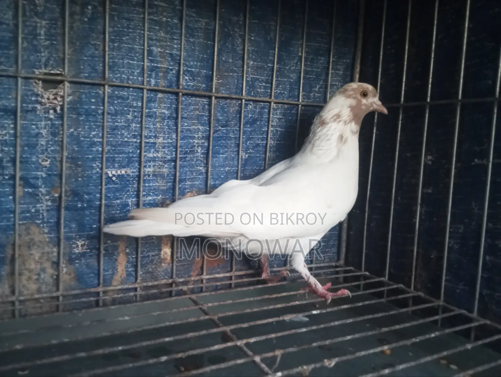 Red neck pigeon