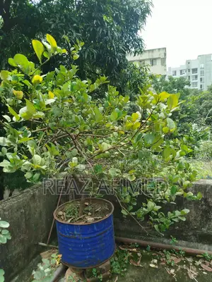 ড্রামে লেবু গাছ