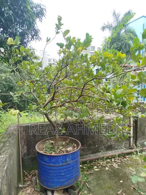 ড্রামে লেবু গাছ