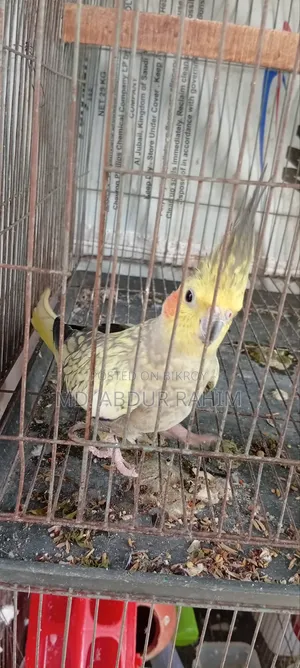 Some running birds will be sold