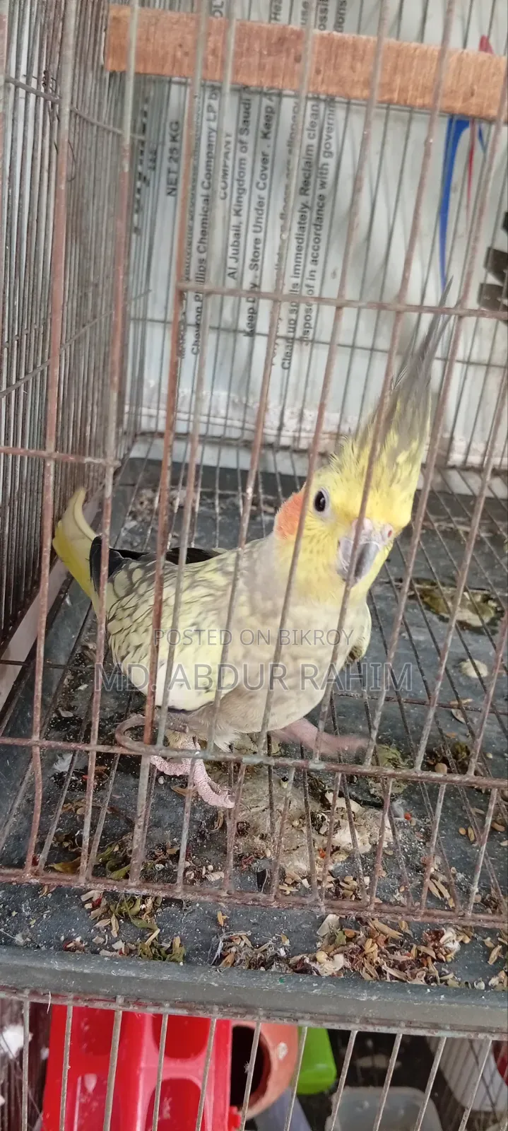 Some running birds will be sold