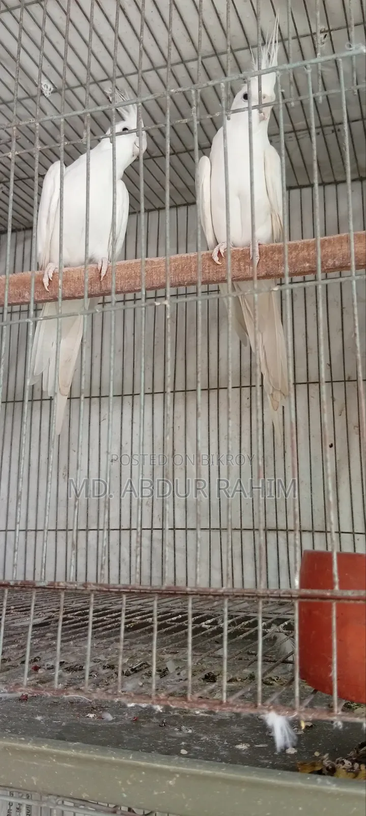 Some running birds will be sold