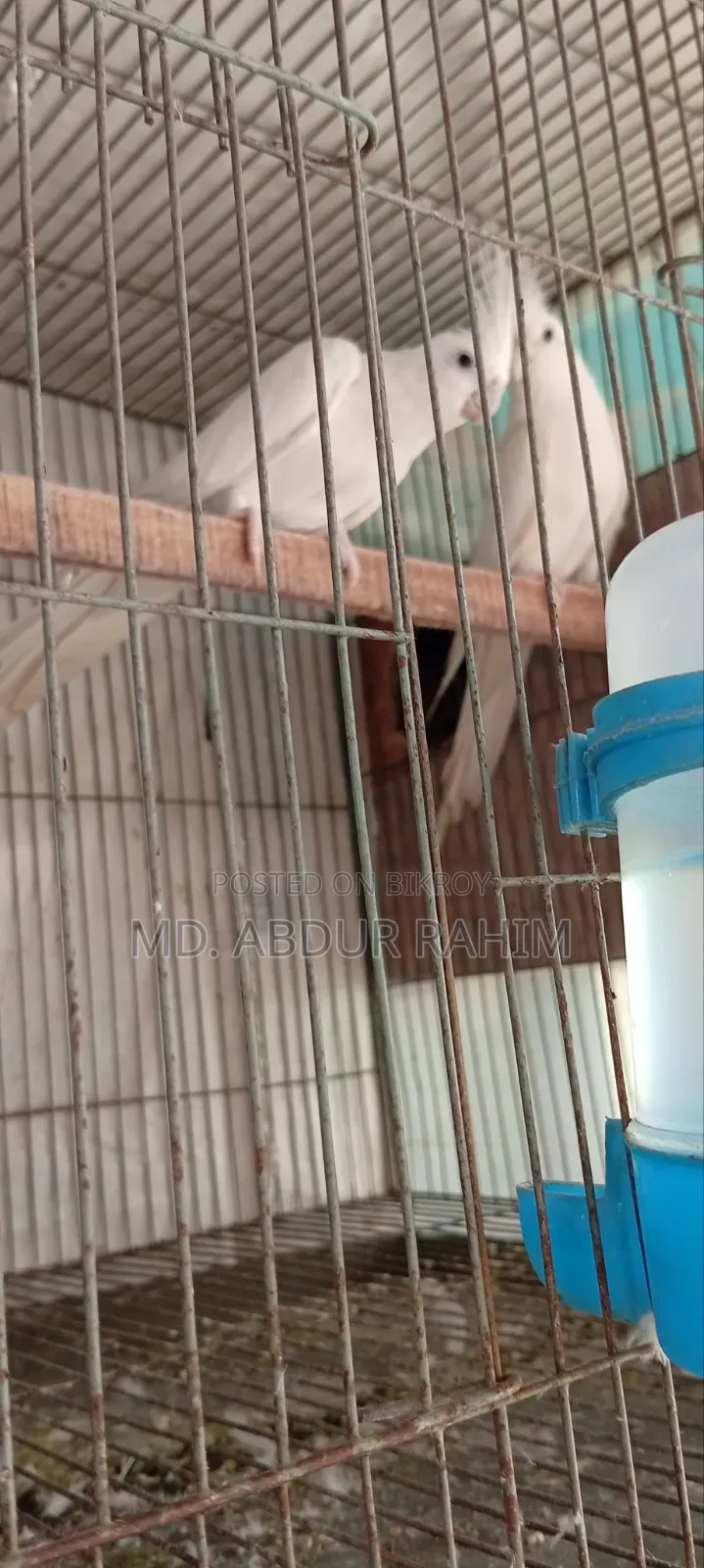 Some running birds will be sold