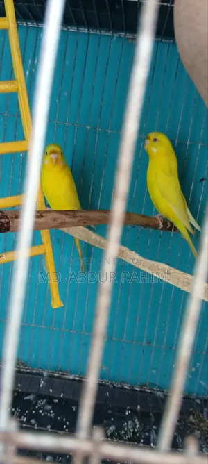 Some running birds will be sold