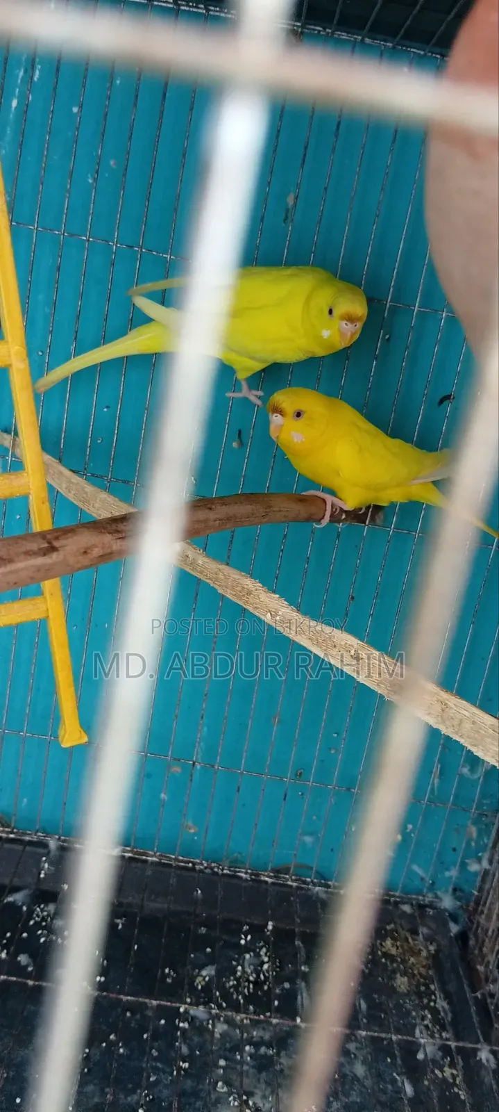 Some running birds will be sold