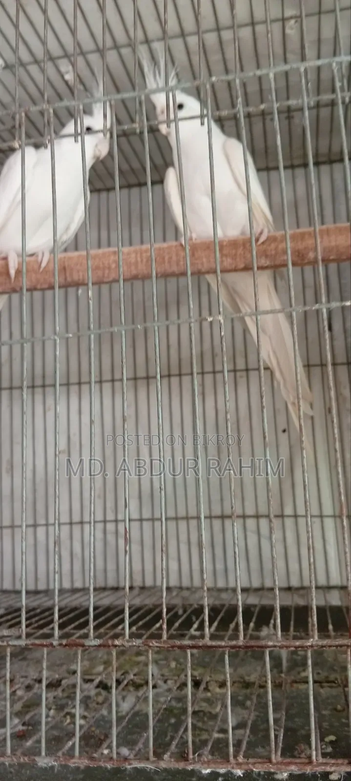 Some running birds will be sold