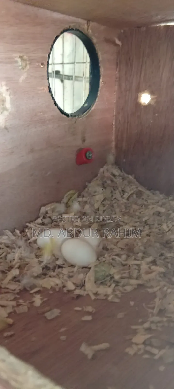 Some running birds will be sold
