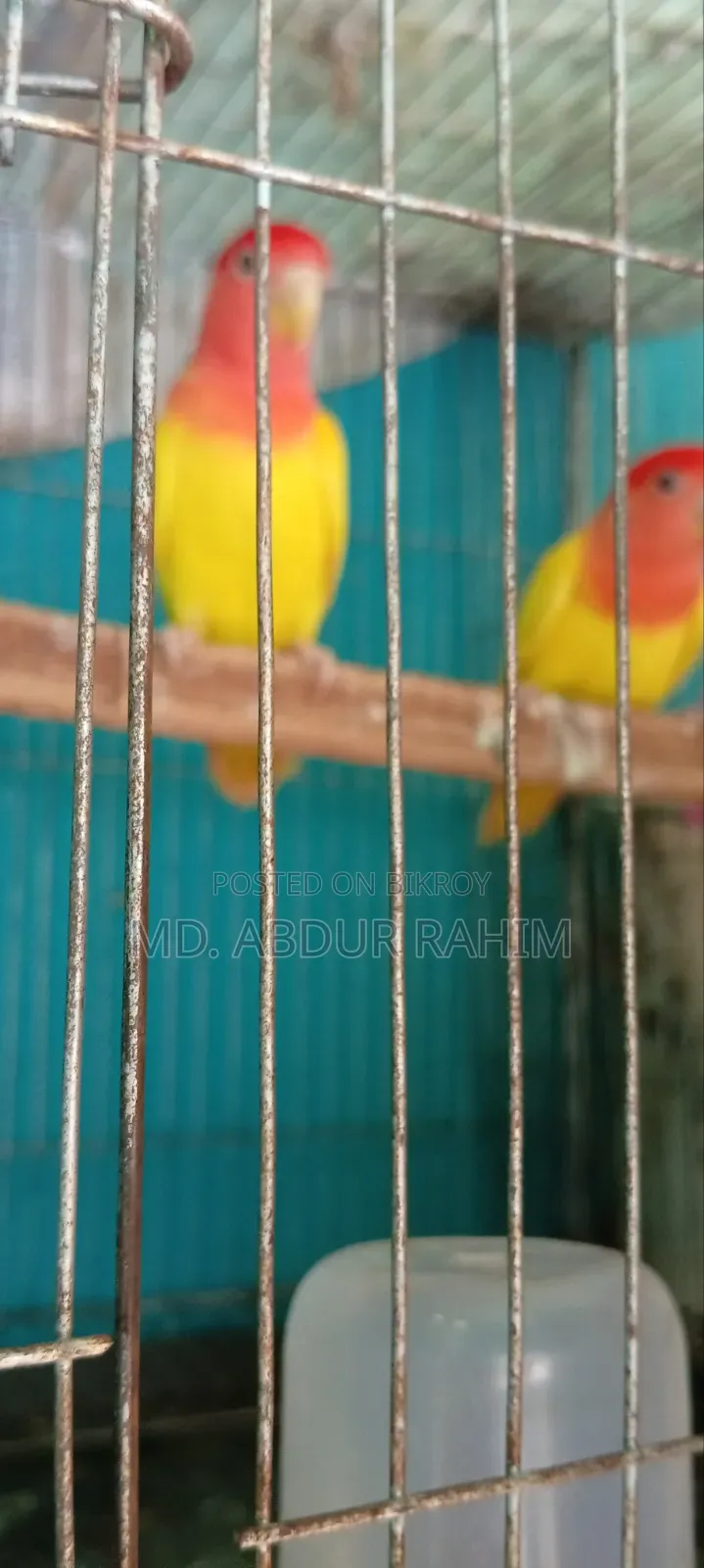Some running birds will be sold