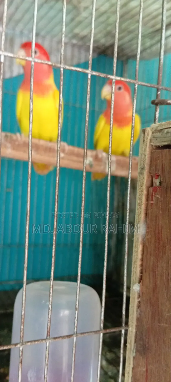 Some running birds will be sold