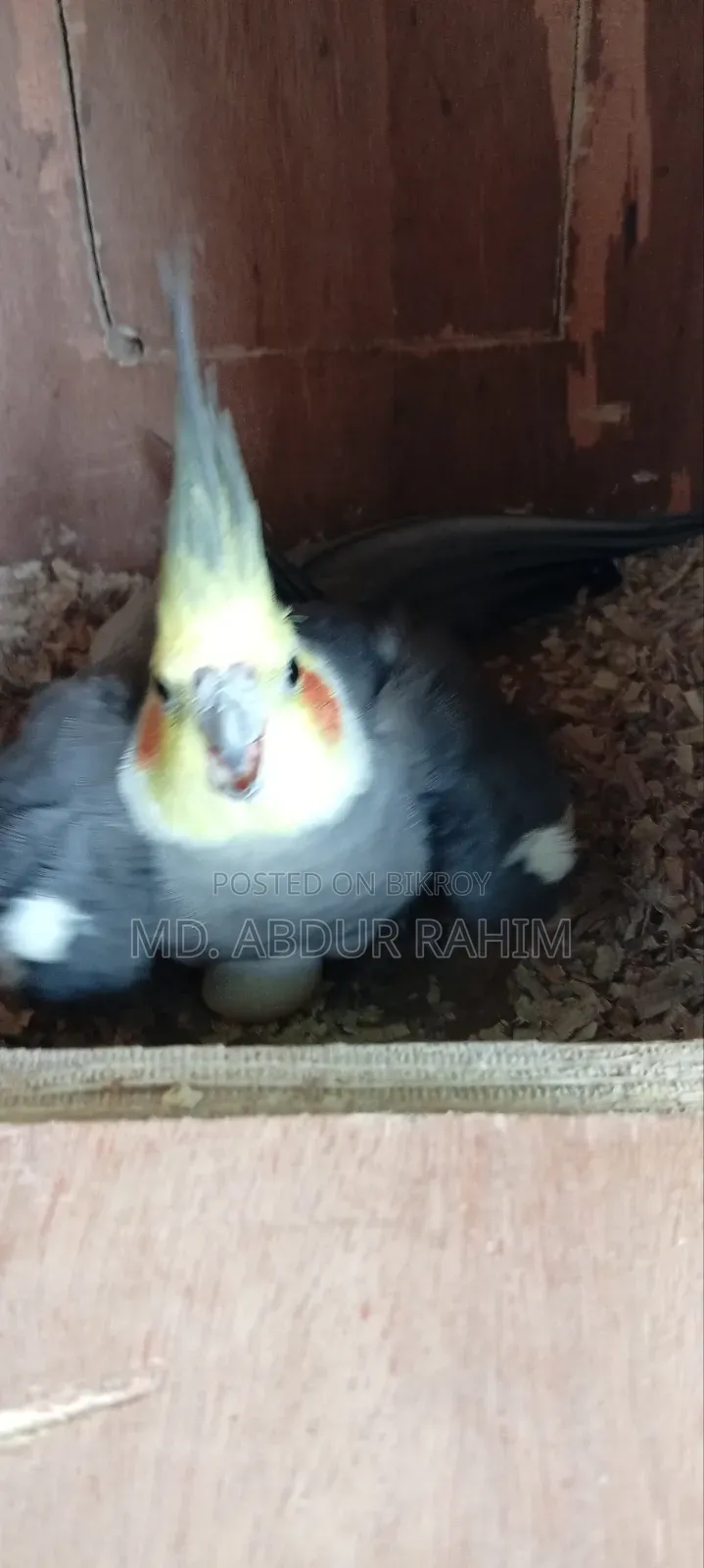 Some running birds will be sold