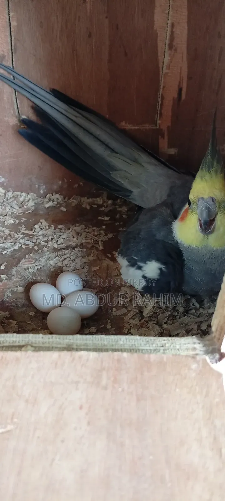 Some running birds will be sold