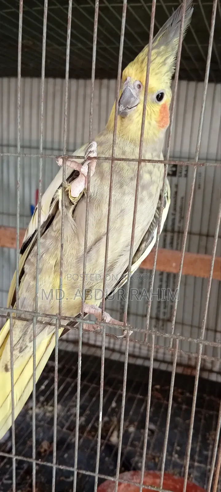 Some running birds will be sold
