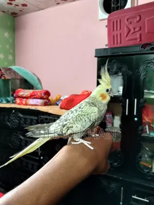 গ্রিন লুটিনো