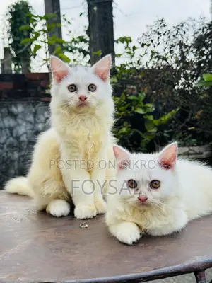 ১-৩ মাসের পুরুষ পিওরব্রেড পার্সিয়ান
