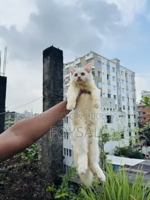 ১-৩ মাসের পুরুষ পিওরব্রেড পার্সিয়ান