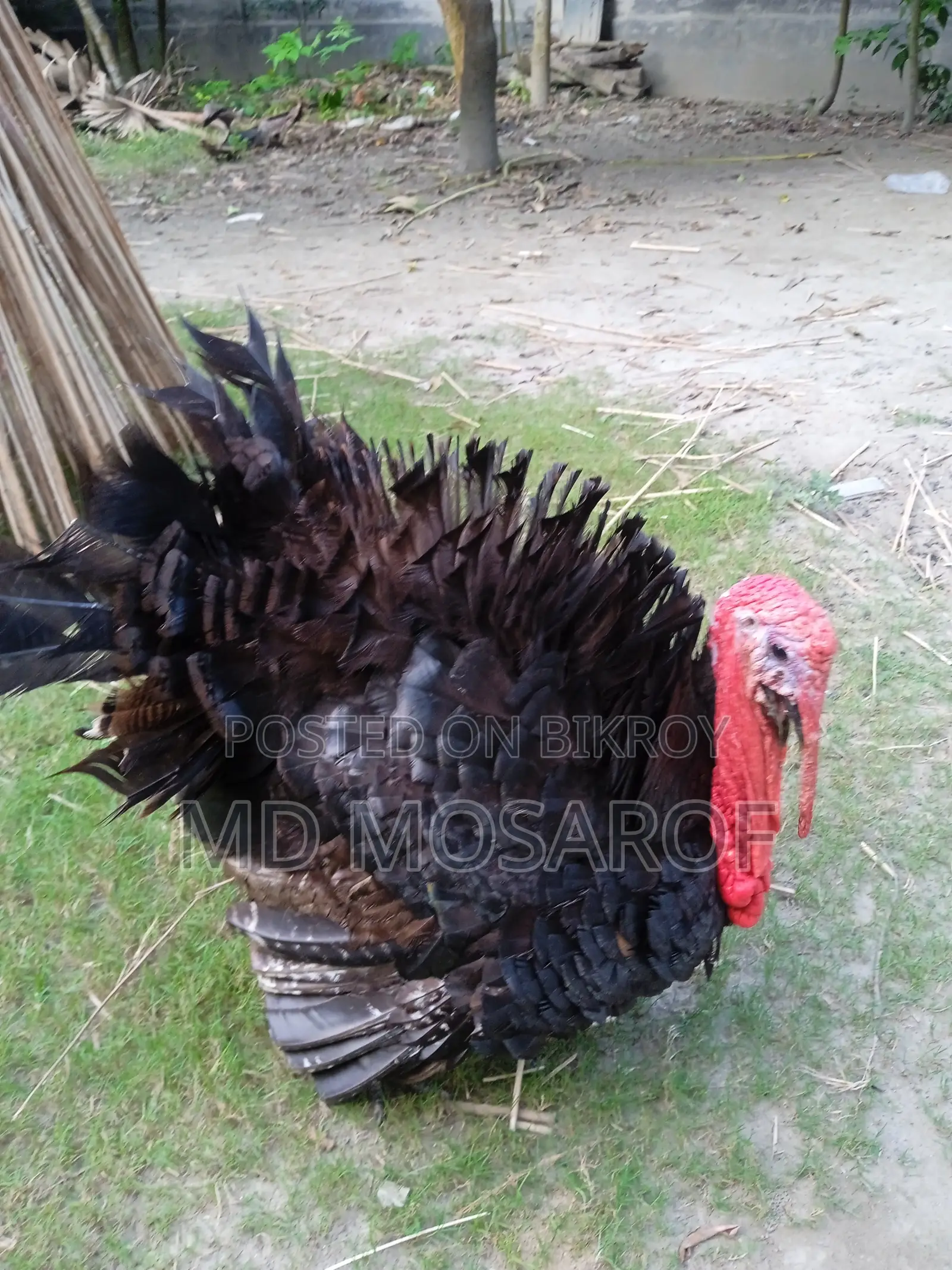 Turkey for Sale