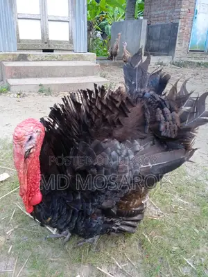 Turkey for Sale