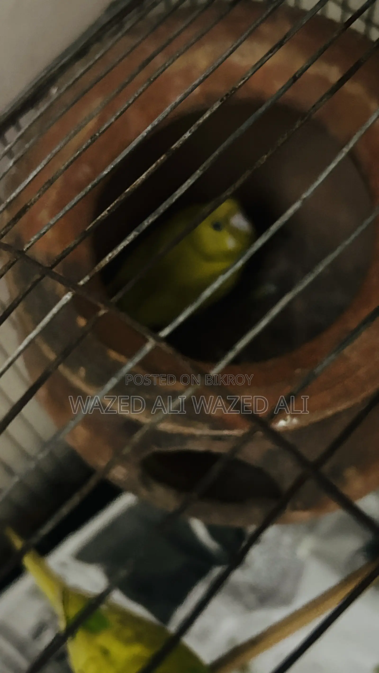 Running Lutino Budgerigar