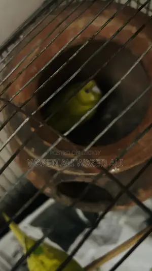 Running Lutino Budgerigar