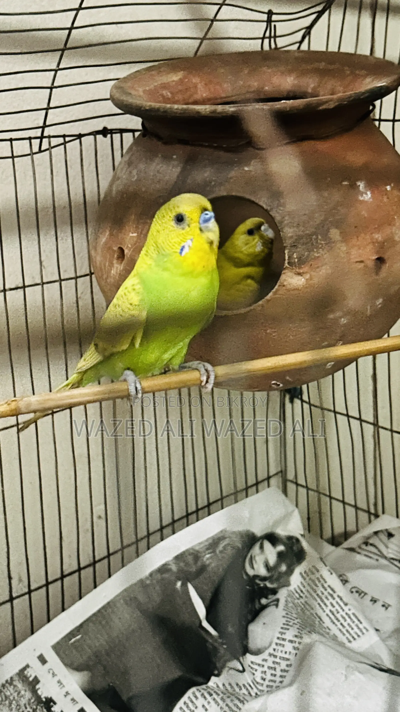 Running Lutino Budgerigar
