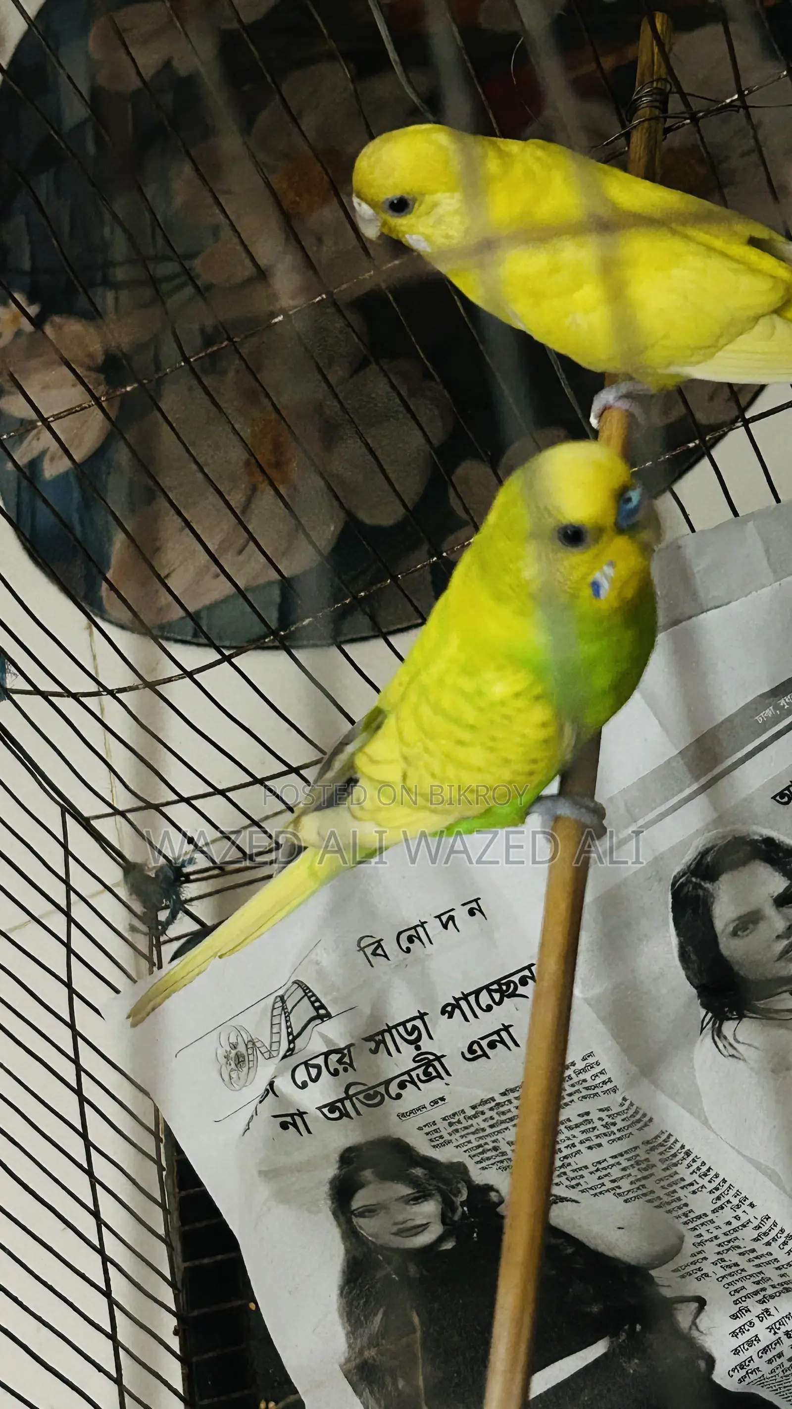 Running Lutino Budgerigar
