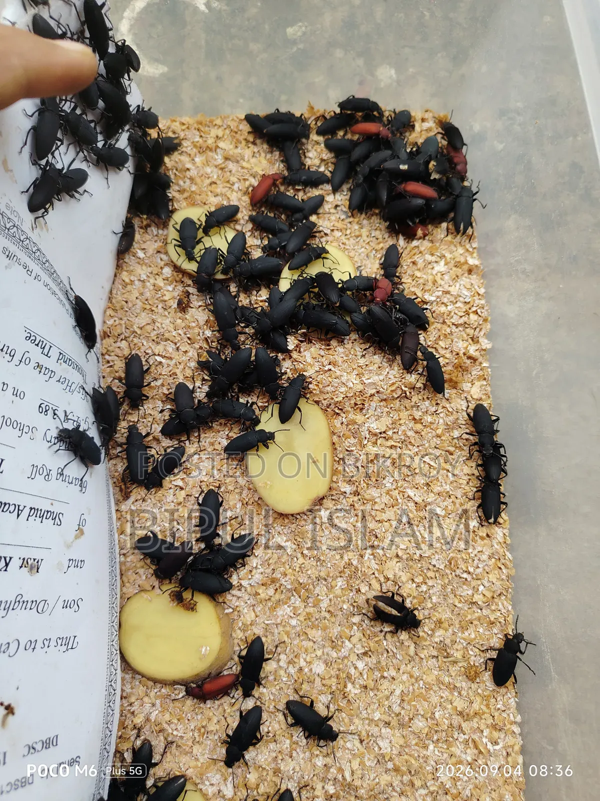 বিটল পোকার মাদার