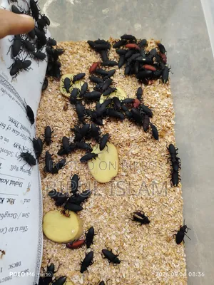 বিটল পোকার মাদার