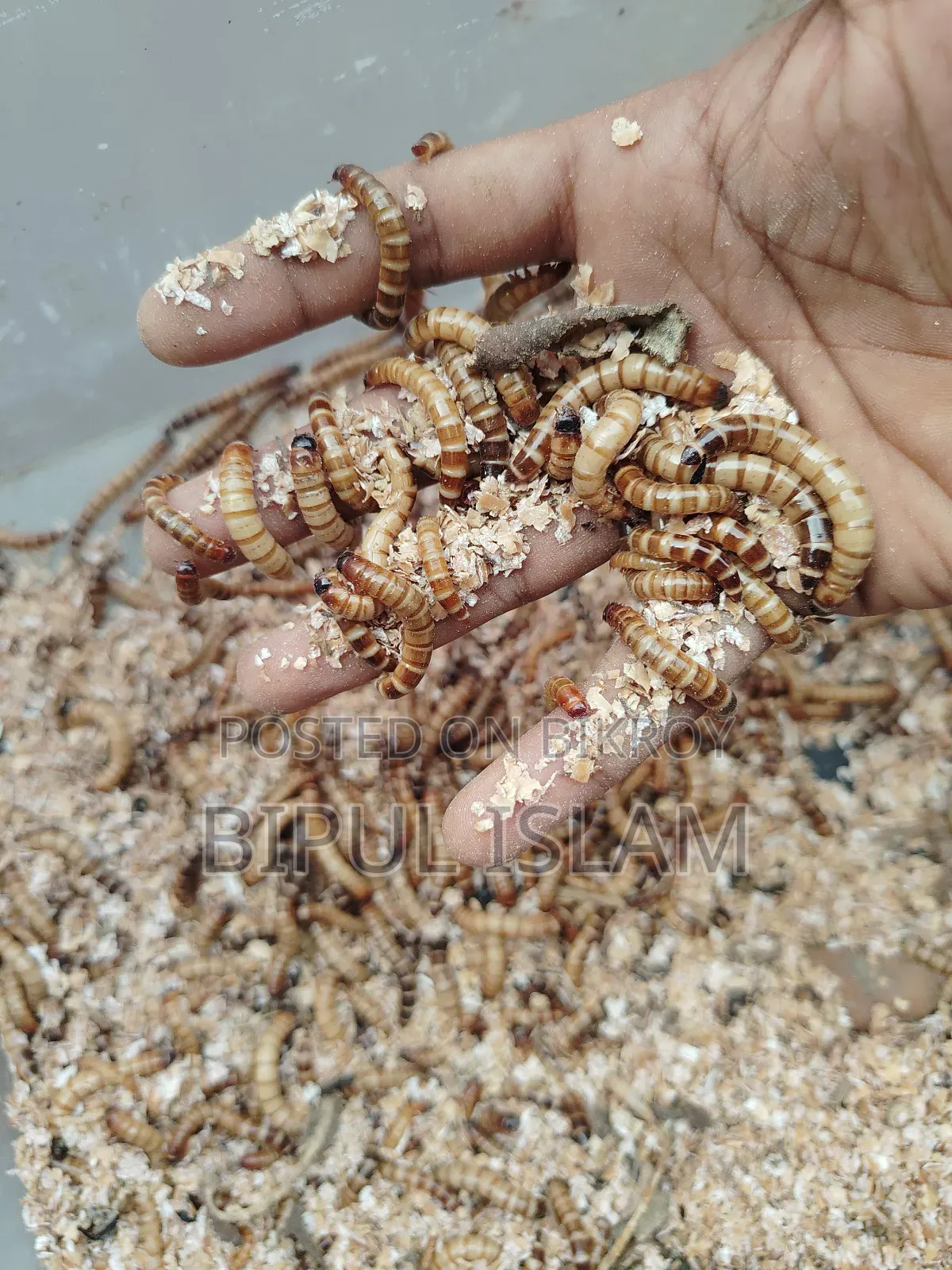 বিটল পোকার মাদার