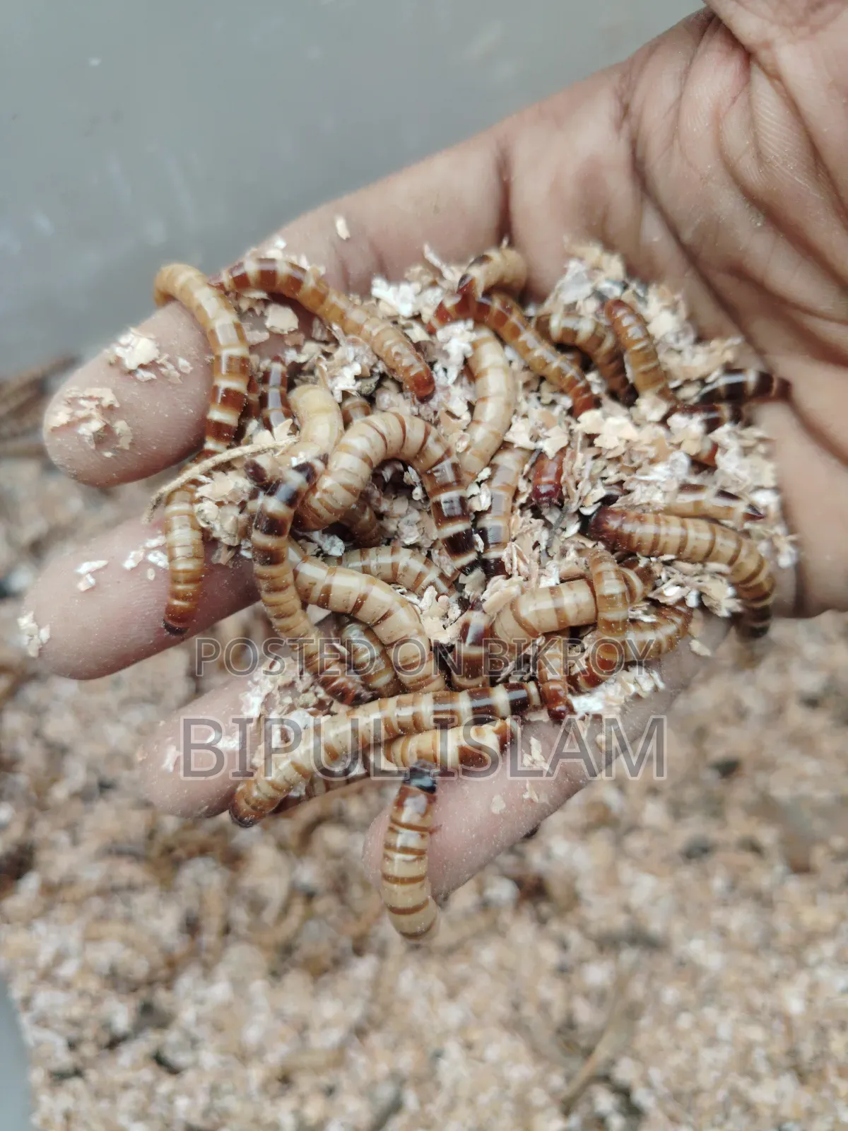 বিটল পোকার মাদার