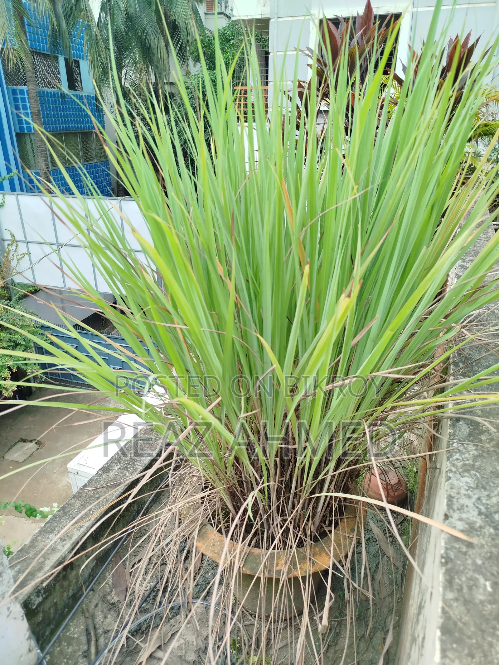 লেমনগ্রাস গাছ