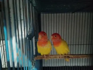 Love Bird লাভ বার্ড। ক্রয় করতে চাই।