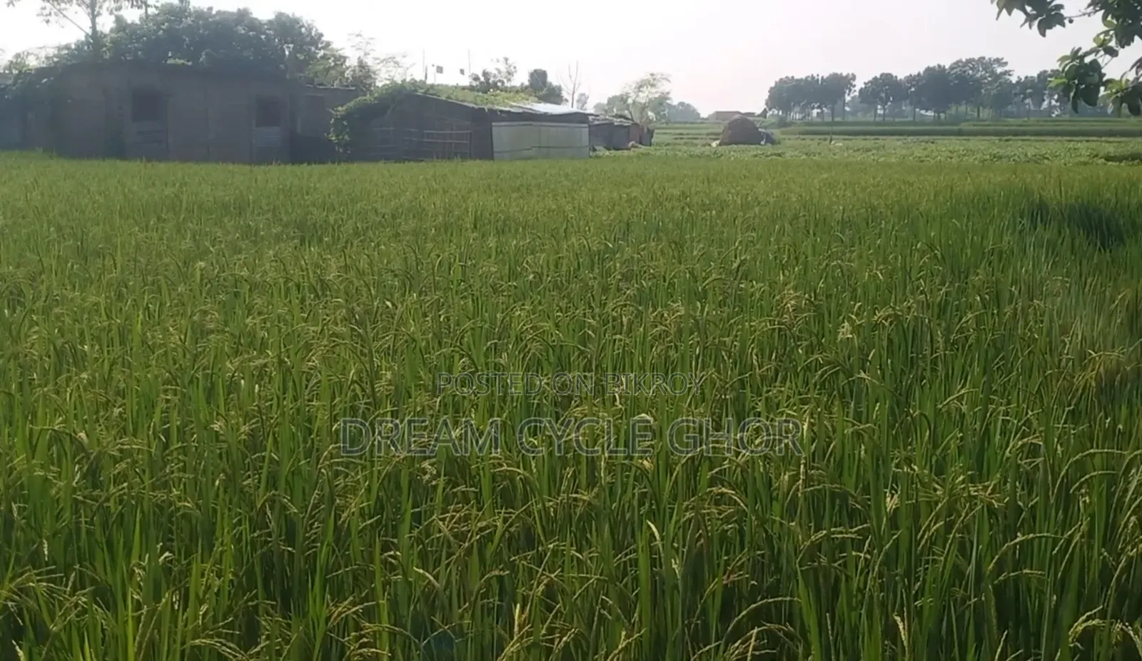 বাড়ি না থাকার কারণে জমি বিক্রি করা হচ্ছে
