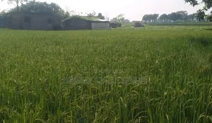 বাড়ি না থাকার কারণে জমি বিক্রি করা হচ্ছে