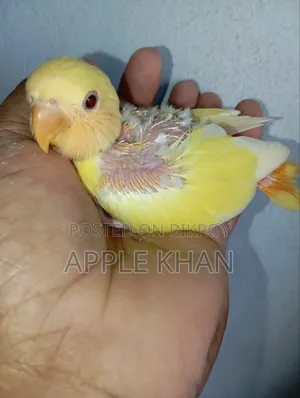 Love Bird Baby